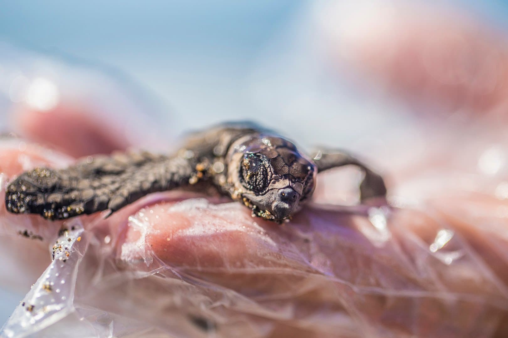 Releasing Baby Turtles