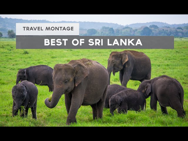 The Best of Sri Lanka (Travel Video Montage)